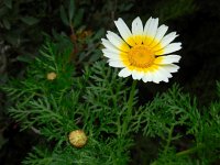 Glebionis coronaria 13, Gekroonde ganzenbloem, Saxifraga-Ed Stikvoort