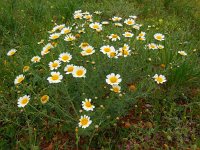 Glebionis coronaria 16, Gekroonde ganzenbloem, Saxifraga-Ed Stikvoort