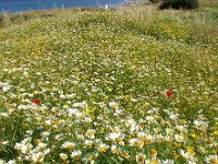 Glebionis coronaria 17, Gekroonde ganzenbloem, Saxifraga-Ed Stikvoort