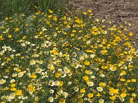 Glebionis coronaria 2, Gekroonde ganzenbloem, Saxifraga-Piet Zomerdijk