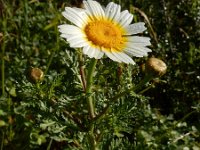 Glebionis coronaria 20, Gekroonde ganzenbloem, Saxifraga-Ed Stikvoort