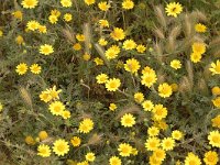 Glebionis coronaria 4, Gekroonde ganzenbloem, Saxifraga-Jan van der Straaten