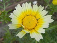 Glebionis coronaria 6, Gekroonde ganzenbloem, Saxifraga-Rutger Barendse