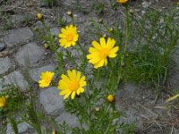 Glebionis coronaria 8, Gekroonde ganzenbloem, Saxifraga-Rutger Barendse