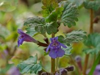 Glechoma hederacea 1, Hondsdraf, Saxifraga-Willem van Kruijsbergen