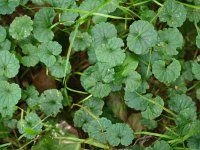 Glechoma hederacea 10, Hondsdraf, Saxifraga-Rudmer Zwerver