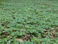 Glechoma hederacea 11, Hondsdraf, Saxifraga-Rudmer Zwerver