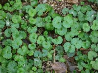 Glechoma hederacea 12, Hondsdraf, Saxifraga-Rudmer Zwerver