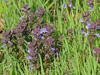 Glechoma hederacea 01 #47163 : Glechoma hederacea, Hondsdraf