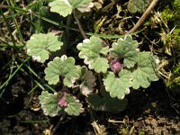 Glechoma hederacea 15, Hondsdraf, Saxifraga-Rutger Barendse