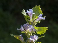 Glechoma hederacea 16, Hondsdraf, Saxifraga-Jan van der Straaten