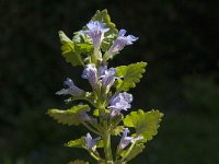 Glechoma hederacea 17, Hondsdraf, Saxifraga-Jan van der Straaten