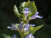 Glechoma hederacea 18, Hondsdraf, Saxifraga-Jan van der Straaten