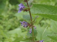 Glechoma hederacea 2, Hondsdraf, Saxifraga-Jan van der Straaten