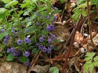 Glechoma hederacea 20, Hondsdraf, Saxifraga-Hans Boll