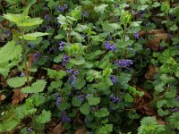 Glechoma hederacea 21, Hondsdraf, Saxifraga-Hans Boll