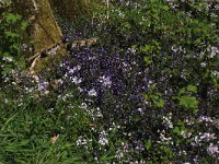 Glechoma hederacea 23, Hondsdraf, Saxifraga-Hans Boll