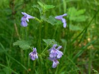 Glechoma hederacea 24, Hondsdraf, Saxifraga-Ed Stikvoort