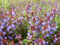 Glechoma hederacea 25, Hondsdraf, Saxifraga-Ed Stikvoort