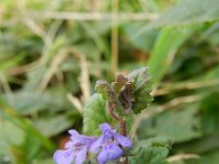 Glechoma hederacea 29, Hondsdraf, Saxifraga-Rutger Barendse