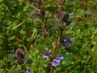 Glechoma hederacea 32, Hondsdraf, Saxifraga-Ed Stikvoort