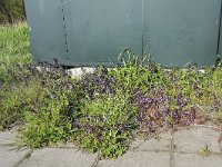 Ground-ivy (Glechoma hederacea); typical growing spot on paving  Ground-ivy (Glechoma hederacea); typical growing spot on paving stones : alehoof, bloom, catsfoot, creeping charlie, field balm, flora, floral, flower, flowering, flowers, gill-over-the-ground, Glechoma hederacea, in bloom, in flower, natural, nature, no people, nobody, outside, plant, run-away-robin, tunhoof, vascular plant, paving stone, street, outdoors