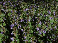 Glechoma hederacea 34, Hondsdraf, Saxifraga-Ed Stikvoort