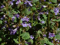 Glechoma hederacea 35, Hondsdraf, Saxifraga-Ed Stikvoort