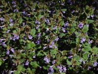 Glechoma hederacea 36, Hondsdraf, Saxifraga-Ed Stikvoort