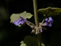 Glechoma hederacea 8, Hondsdraf, Saxifraga-Willem van Kruijsbergen