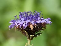 Globularia alypum 22, Saxifraga-Sonja Bouwman  Shrubby globularia - Globularia alypum - Plantaginaceae familie