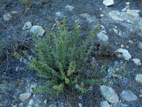 Globularia alypum 28, Saxifraga-Ed Stikvoort : Puig Campana