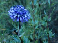 Globularia alypum 30, Saxifraga-Ed Stikvoort