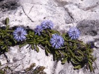 Globularia cordifolia 43, Saxifraga-Luuk Vermeer