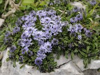 Globularia nudicaulis 22, Saxifraga-Luuk Vermeer