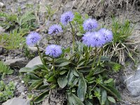 Globularia nudicaulis 27, Saxifraga-Luuk Vermeer