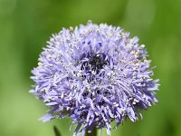 Globularia punctata 9, Saxifraga-Sonja Bouwman  Kogelbloem - Globularia punctata - Plantaginaceae familie