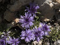 Globularia repens 2, Saxifraga-Willem van Kruijsbergen