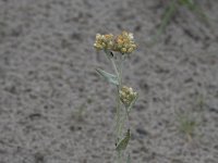 Gnaphalium luteoalbum 40, Bleekgele droogbloem, Saxifraga-Willem van Kruijsbergen