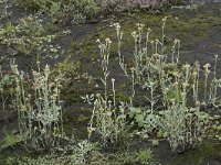 Gnaphalium luteoalbum 41, Bleekgele droogbloem, Saxifraga-Willem van Kruijsbergen