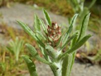 Gnaphalium subfalcatum 4, Sikkeldroogbloem, Saxifraga-Ed Stikvoort : droogbloemen Breda