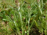 Gnaphalium subfalcatum 5, Sikkeldroogbloem, Saxifraga-Ed Stikvoort : droogbloemen Breda