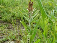 Gnaphalium subfalcatum 9, Sikkeldroogbloem, Saxifraga-Ed Stikvoort : droogbloemen Breda