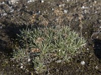 Gnaphalium supinum 11, Saxifraga-Willem van Kruijsbergen