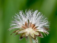 Gnaphalium supinum 7, Saxifraga-Sonja Bouwman  Gnaphalium supinum - Asteraceae familie