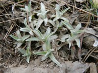 Gnaphalium sylvaticum 12, Bosdroogbloem, Saxifraga-Rutger Barendse