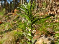 Gnaphalium sylvaticum 13, Bosdroogbloem, Saxifraga-Rutger Barendse