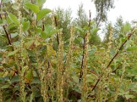 Gnaphalium sylvaticum 15, Bosdroogbloem, Saxifraga-Ed Stikvoort