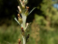 Gnaphalium sylvaticum 16, Bosdroogbloem, Saxifraga-Ed Stikvoort