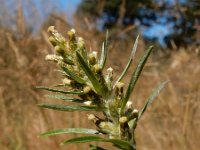 Gnaphalium sylvaticum 18, Bosdroogbloem, Saxifraga-Ed Stikvoort